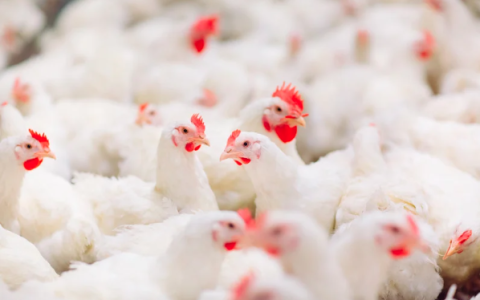 Intestinal Health: Keystone of Animal Performance & Welfare